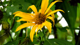Flower Garden AVIF preview