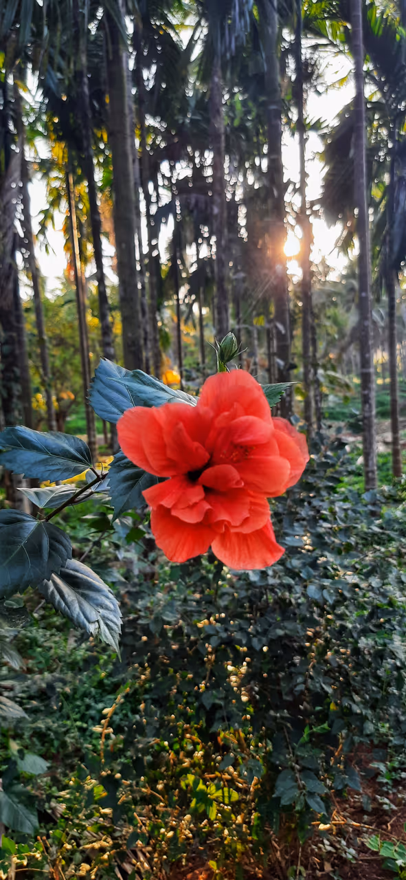 Hibiscus Flower AVIF preview