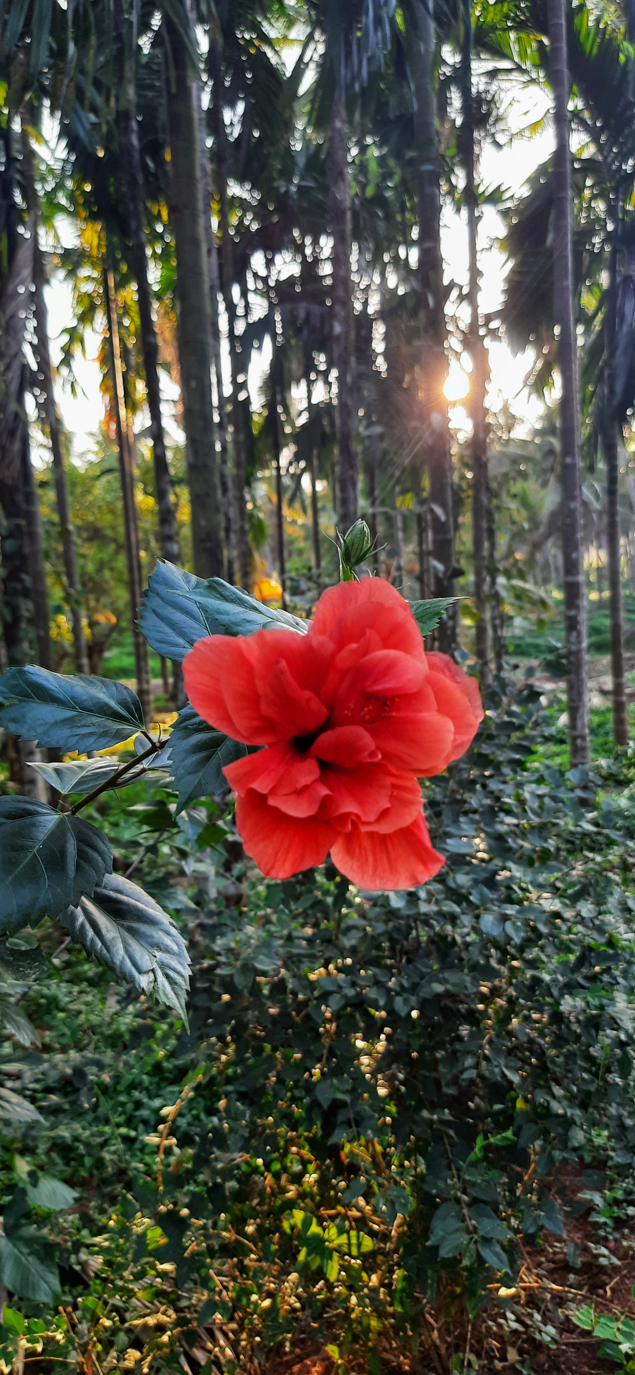 Hibiscus Flower BMP preview