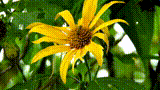 Flower Garden GIF preview