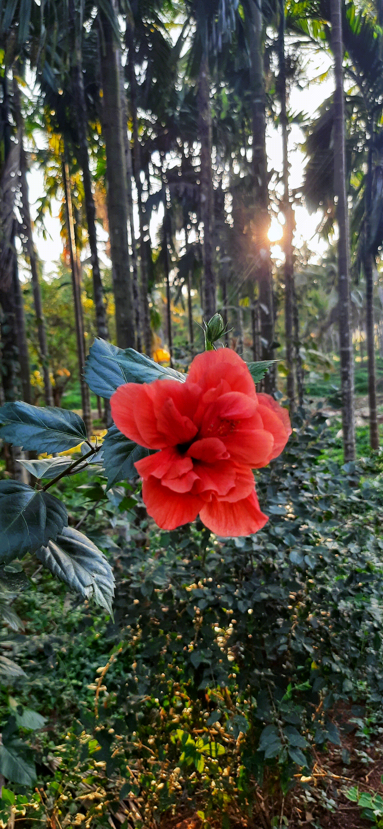 Hibiscus Flower GIF preview